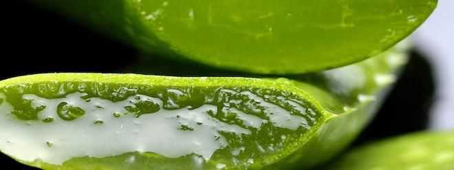 Aloe vera recepty: 10 jednoduchých a účinných receptů na použití aloe vera