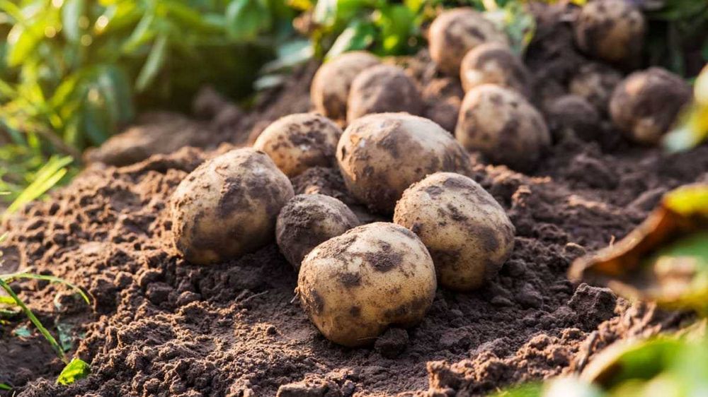Odrůdy brambor na uskladnění - jak vybrat tu nejlepší | Návody a tipy