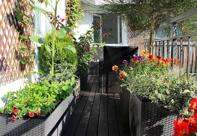 Co pěstovat na balkoně: tipy a rady pro úspěšné zahradničení na balkoně