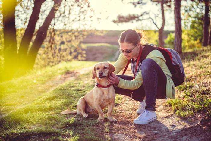 Domácí přípravek proti klíšťatům pro psy - účinné a bezpečné řešení
