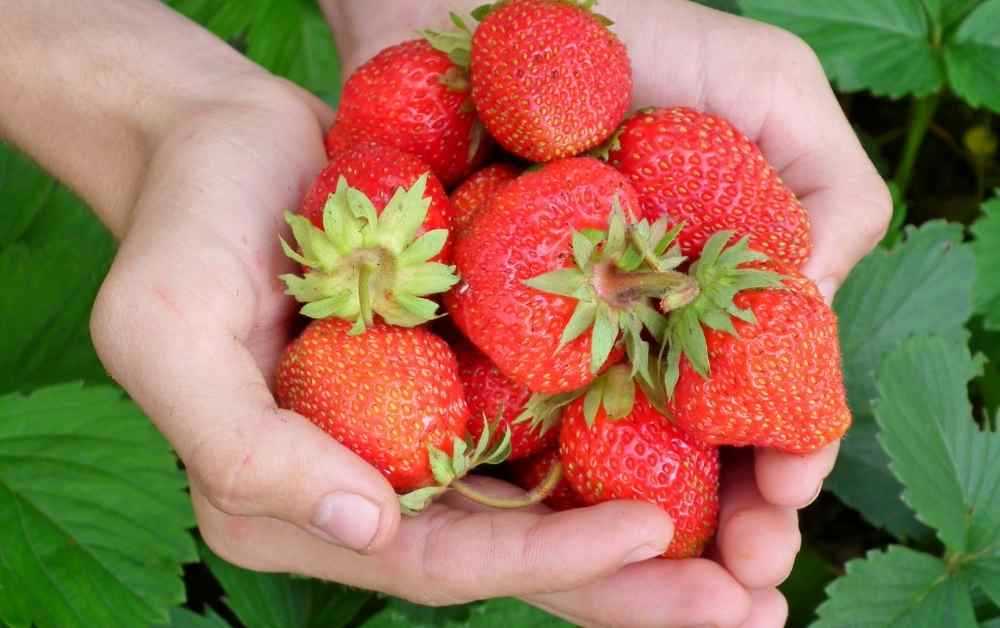 Jak pěstovat převislé jahody - tipy a rady pro úspěšné pěstování