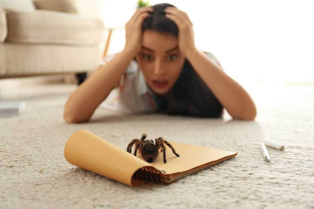 Fobie z pavouků: Jak se zbavit strachu z pavouků