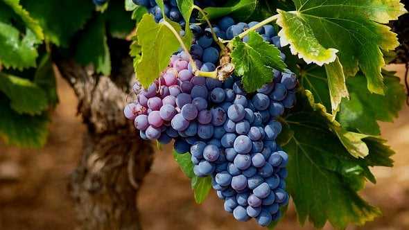 Hroznové víno večer: jak si užít lahodný večer plný chuti a relaxace