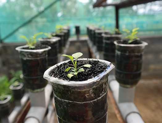 Hydroponie pro začátečníky: Jak začít pěstovat rostliny bez půdy