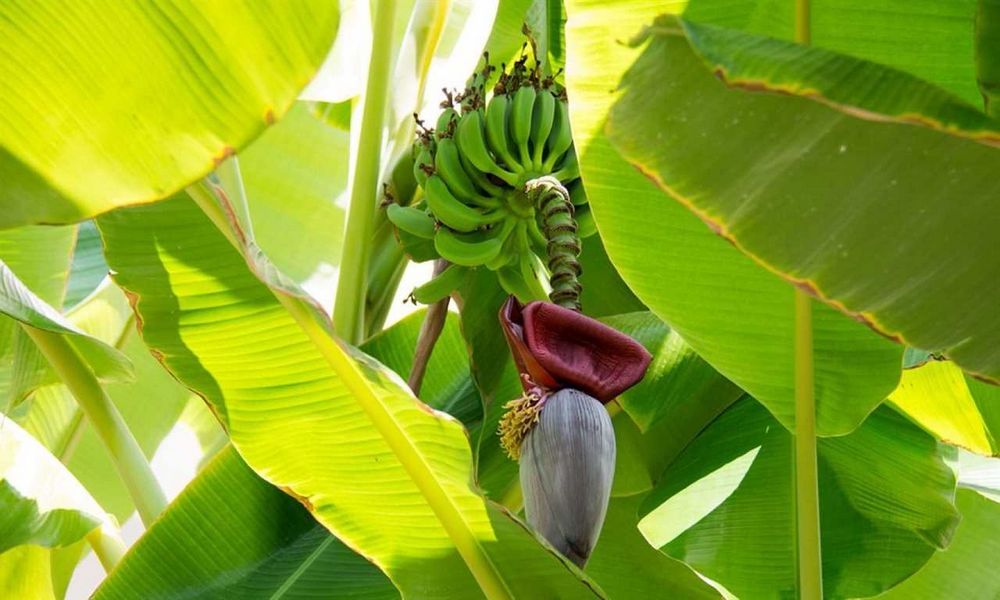 Jak pěstovat banánovník - návod pro začátečníky