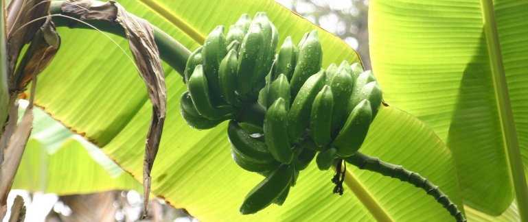 Jak pěstovat banánovník - návod pro začátečníky