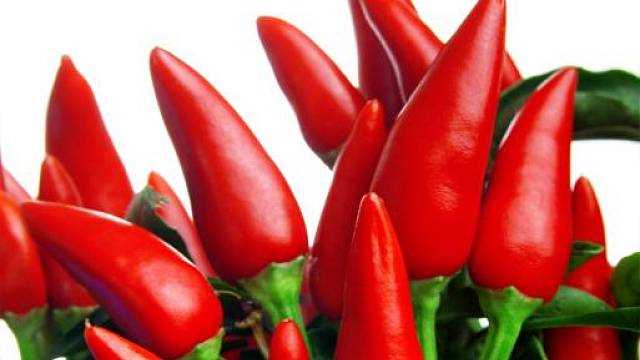 Pěstování chilli papriček: tipy a triky pro úspěšnou úrodu | Návod na pěstování chilli papriček