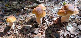 Jak a kde najít ještě rostoucí houby