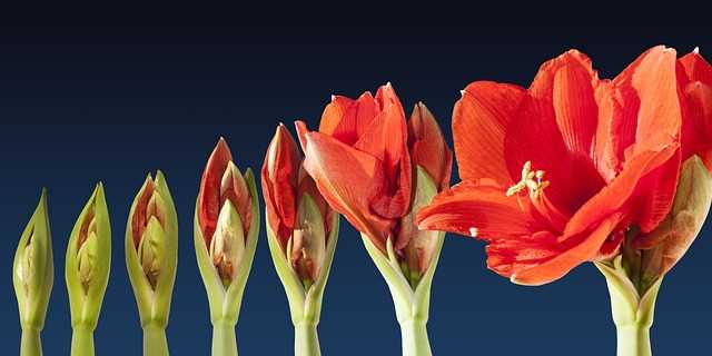 Jak se starat o amarylis po odkvětu a připravit ho na další květinovou sezonu