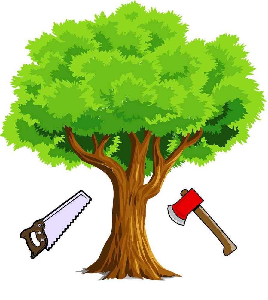 Povolení kácení stromů - Co musíte vědět | Návod a tipy