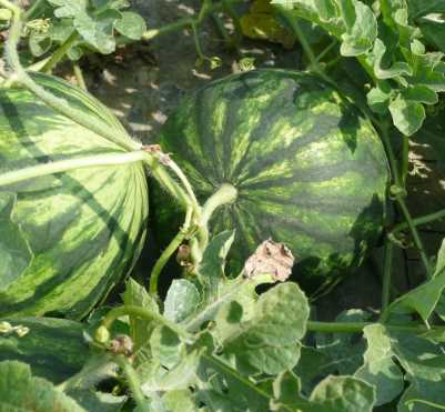 Pěstování melounů v květináči: návod a tipy pro úspěšnou sklizeň