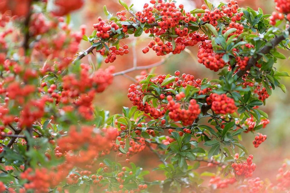 Keř s červenými bobulemi - nejlepší rostlina pro zahradu