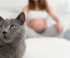 Kočky a těhotenství: Bezpečnostní opatření, která musíte znát