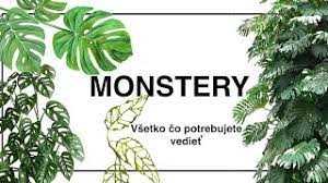 Monstera vzdušné kořeny - vše co potřebujete vědět | Návod a péče