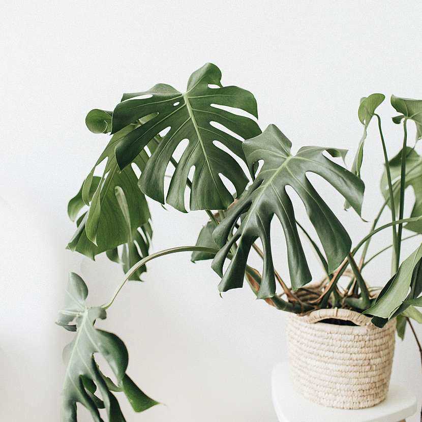 Monstera vzdušné kořeny - vše co potřebujete vědět | Návod a péče