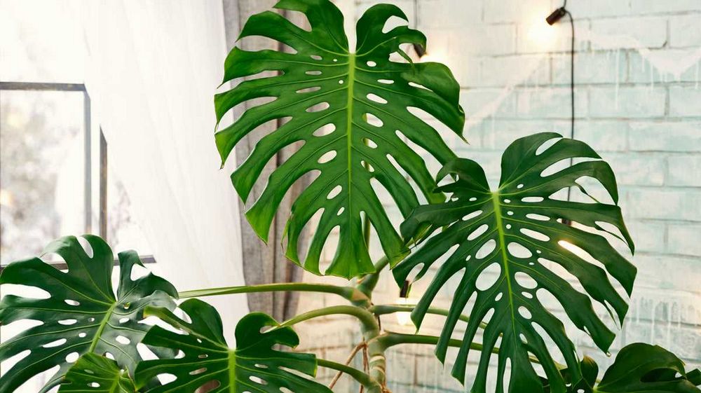 Monstera vzdušné kořeny - vše co potřebujete vědět | Návod a péče