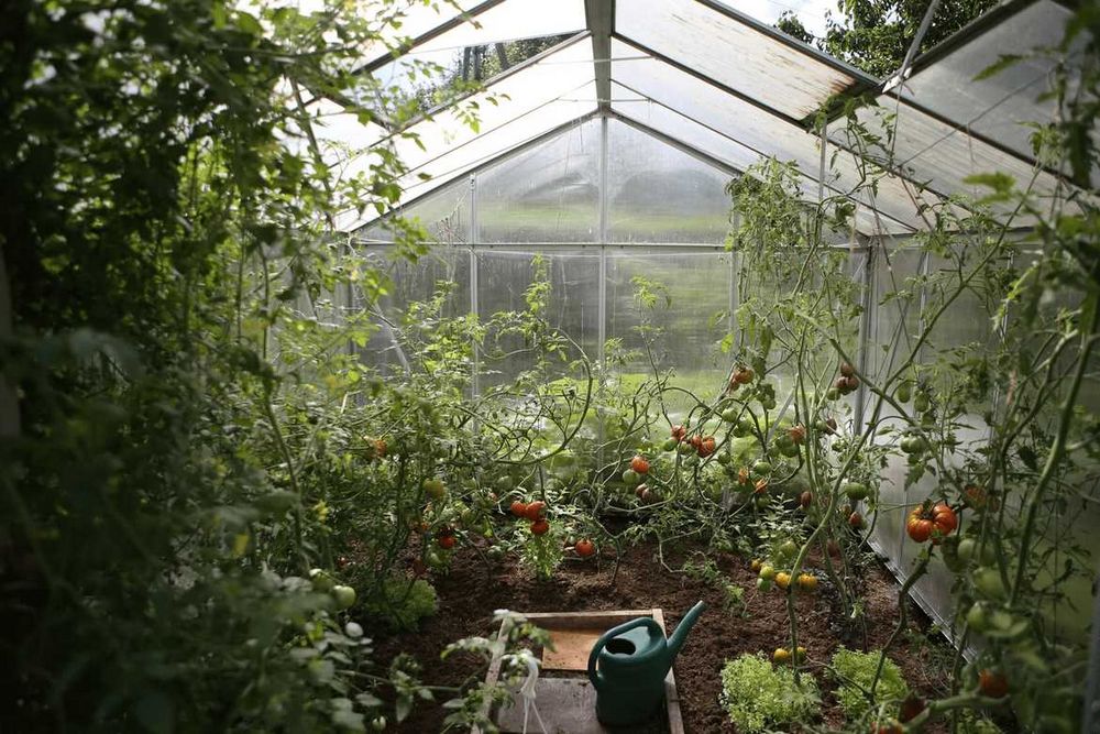 Co pěstovat ve skleníku: Rady a tipy pro úspěšnou zahradu