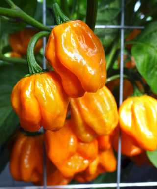 Pěstování papriky ze semínek: jak začít a dosáhnout hojné sklizně