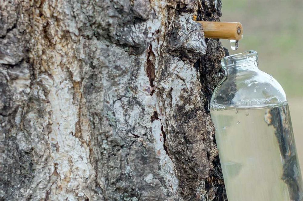 Březová voda na pití - přírodní osvěžení pro zdraví a krásu