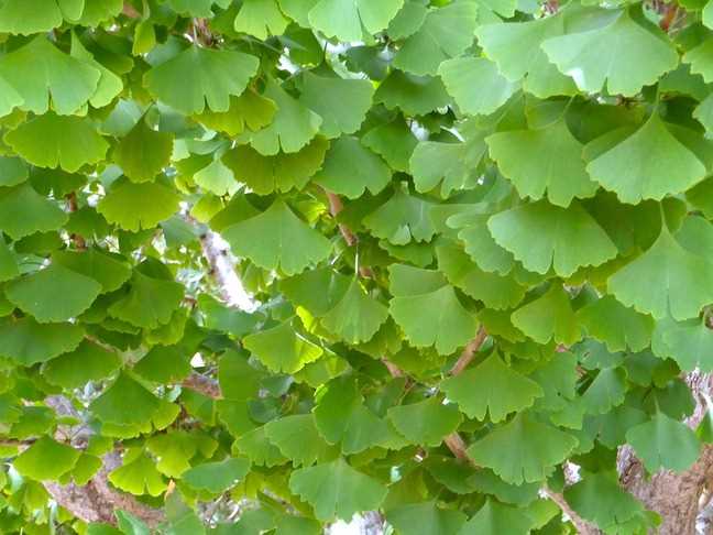 Ginkgo biloba pěstování - základní informace a tipy