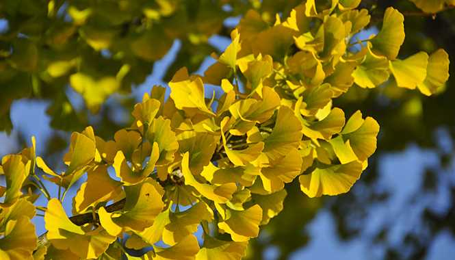 Ginkgo biloba pěstování - základní informace a tipy