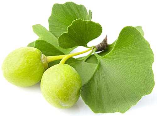 Ginkgo biloba pěstování - základní informace a tipy