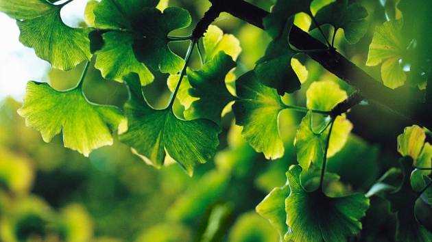 Ginkgo biloba pěstování - základní informace a tipy