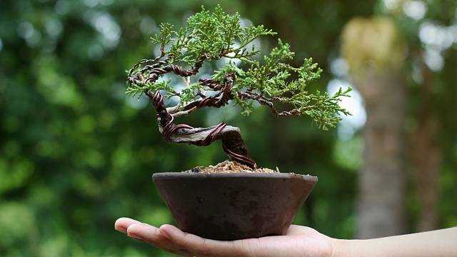 Jak pečovat o bonsai: tipy a rady pro úspěšnou péči