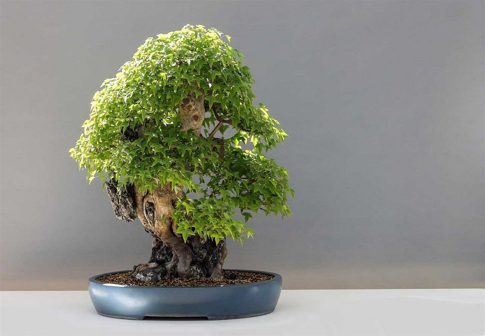 Jak pečovat o bonsai: tipy a rady pro úspěšnou péči