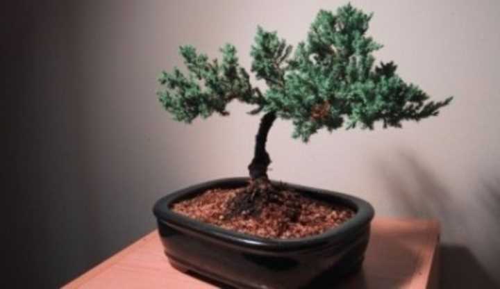 Jak pečovat o bonsai: tipy a rady pro úspěšnou péči