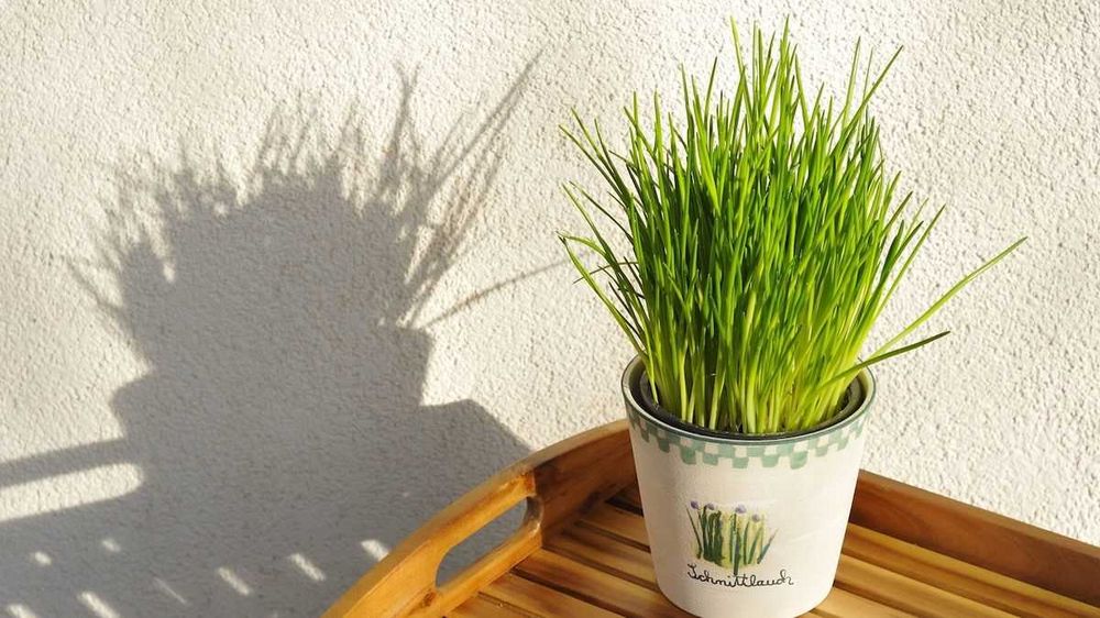 Jak pěstovat pažitku: tipy a rady pro úspěšný růst Jak pěstovat pažitku: tipy a rady pro úspěšný růst