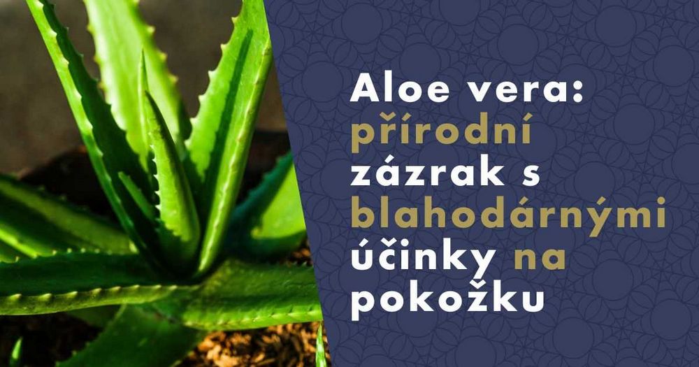 Aloe vera účinky, výhody a použití aloe vera pro zdraví | Návod a tipy