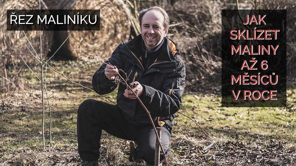 Jak a kdy stříhat maliny: nejlepší čas a techniky | Návod a tipy