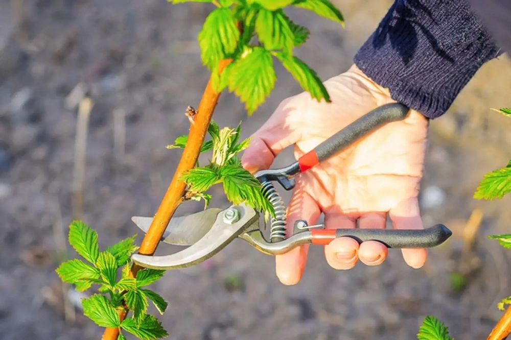 Jak a kdy stříhat maliny: nejlepší čas a techniky | Návod a tipy