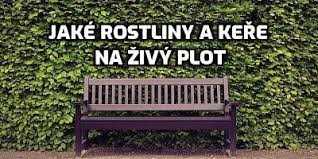 Nejlepší rostliny na živý plot - tipy a rady