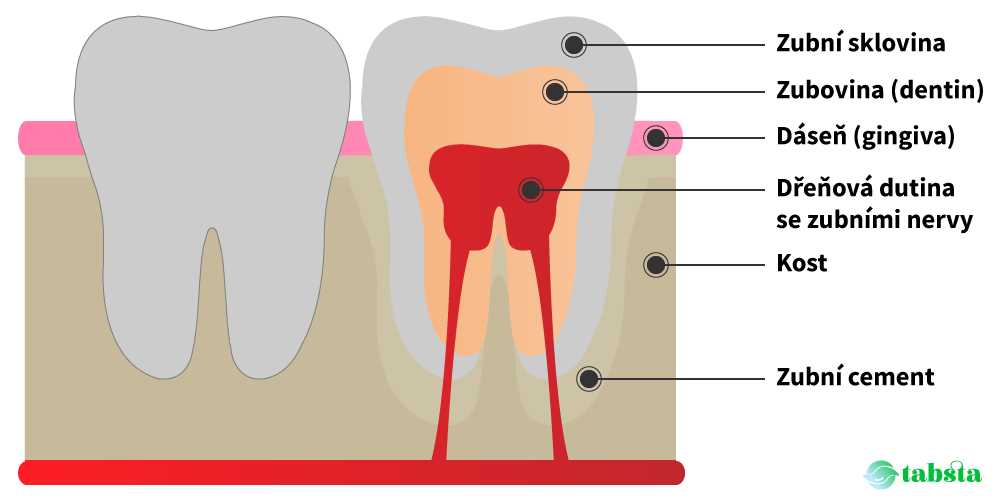 Bolest zubu při skousnutí: příčiny, příznaky a léčba | Návod a rady