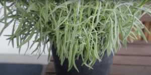 Jak pěstovat a starat se o levanduli v truhlíku - návod pro aromatickou rostlinu
