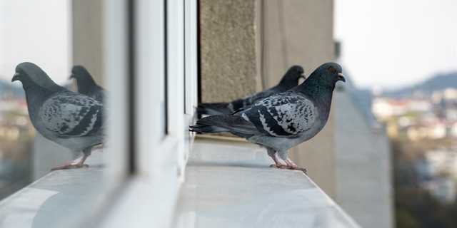Jak se zbavit holubů na balkoně - účinné metody a rady