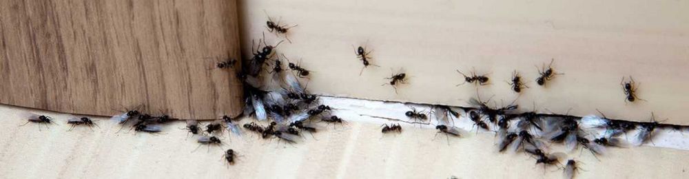 Jak se zbavit mravenců - účinné metody a tipy