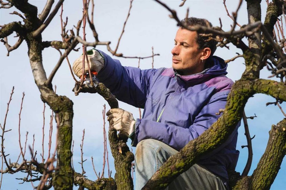 Jarní řez jabloní: jak, kdy a proč ho provádět