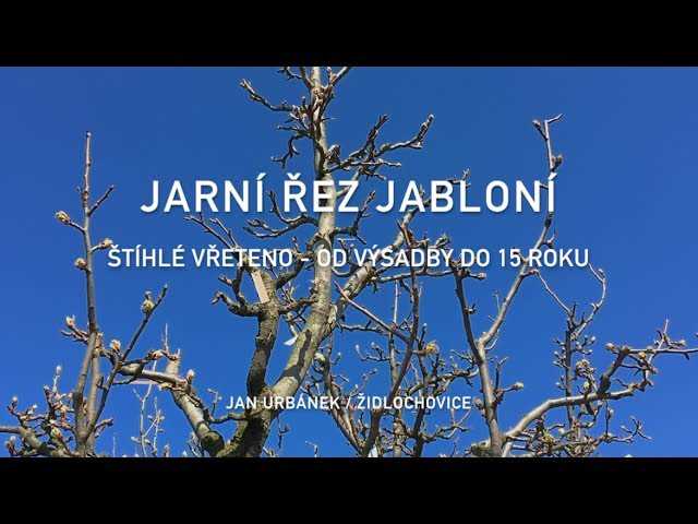 Jarní řez jabloní: jak, kdy a proč ho provádět