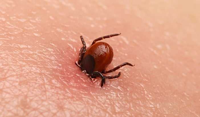 Kolik času trvá antibiotikum na léčbu boreliózy? Kolik času trvá antibiotikum na léčbu boreliózy?