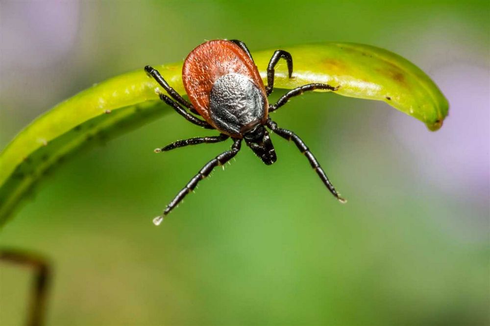 Kolik času trvá antibiotikum na léčbu boreliózy? Kolik času trvá antibiotikum na léčbu boreliózy?
