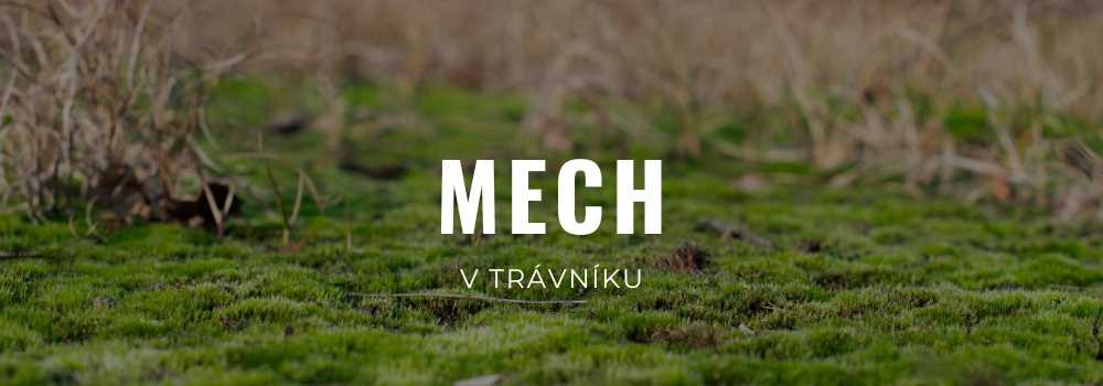 Mech v trávníku: jak ho odstranit a jak se mu vyhnout Mech v trávníku: jak ho odstranit a jak se mu vyhnout