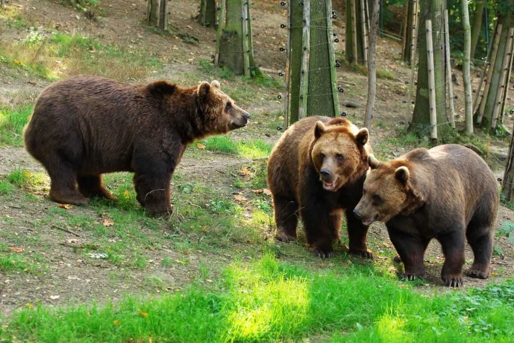 Medvědi v Berouně: Historie chovu a ochrany