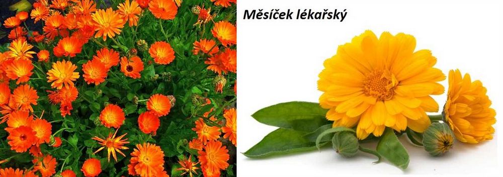 Měsíček lékařský: přehled výhod a léčivých vlastností Měsíček lékařský: přehled výhod a léčivých vlastností
