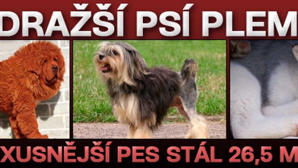 Nejdražší pes na světě: Co ho dělá tak cenným? Nejdražší pes na světě: Co ho dělá tak cenným?