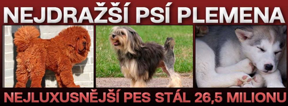 Nejdražší pes na světě: Co ho dělá tak cenným? Nejdražší pes na světě: Co ho dělá tak cenným?