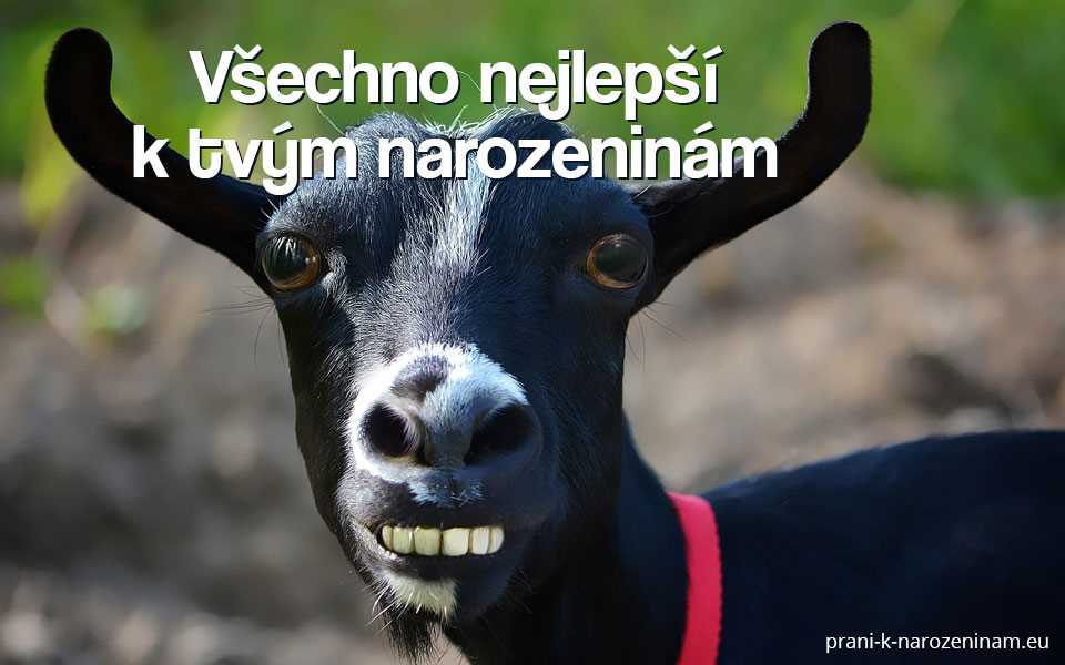 Nejlepší vtipy pro oslavence k narozeninám - Krátké vtipné přání Nejlepší vtipy pro oslavence k narozeninám - Krátké vtipné přání