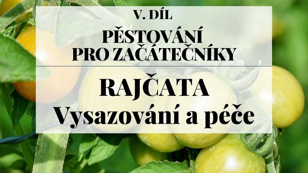 Pěstování třešňových rajčat: tipy a triky pro zahradníky Pěstování třešňových rajčat: tipy a triky pro zahradníky